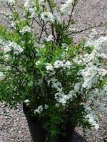 Спирея серая Spiraea x cinerea Grefsheim, 0,5-0,7м, с3, 3-4лет