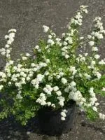 Спирея ниппонская Spiraea nipponica Snowmound, 0,5-0,7м, с3, 3-4лет
