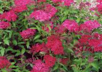 Спирея японская Spiraea japonica Anthony Waterer